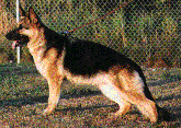 Dela German Shepherd Dog