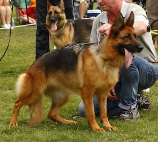 German Shepherd Dogs Female Ira