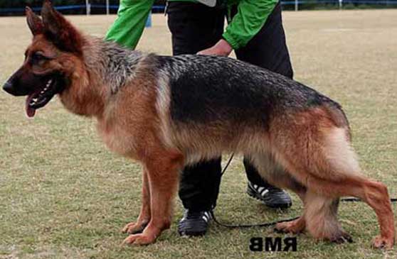 German Shepherd Dogs Accomplishments