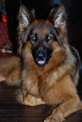 Long Haired German Shepherd Dog