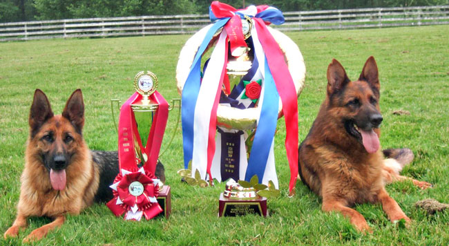 German Shepherd Dogs Accomplishments