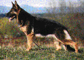 Xanthie German Shepherd Dog
